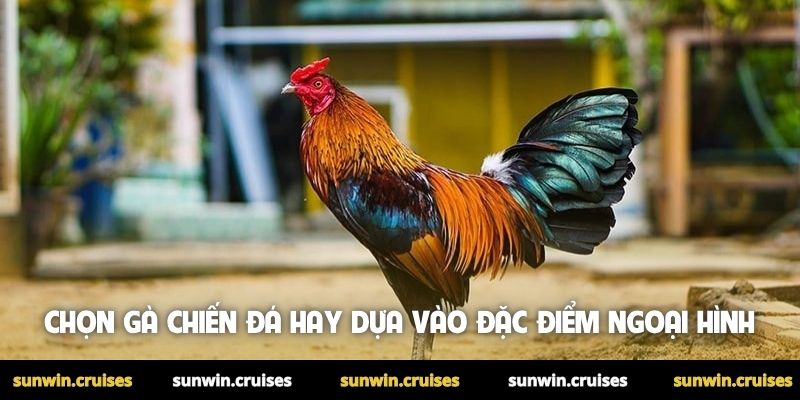 Chọn gà chiến đá hay dựa vào đặc điểm ngoại hình