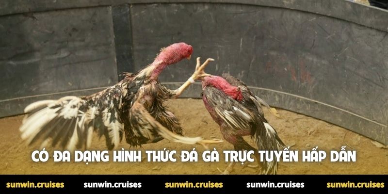 Đá gà ăn tiền online là gì? Hướng dẫn chơi chi tiết 3 Có đa dạng hình thức đá gà ăn tiền trực tuyến hấp dẫn