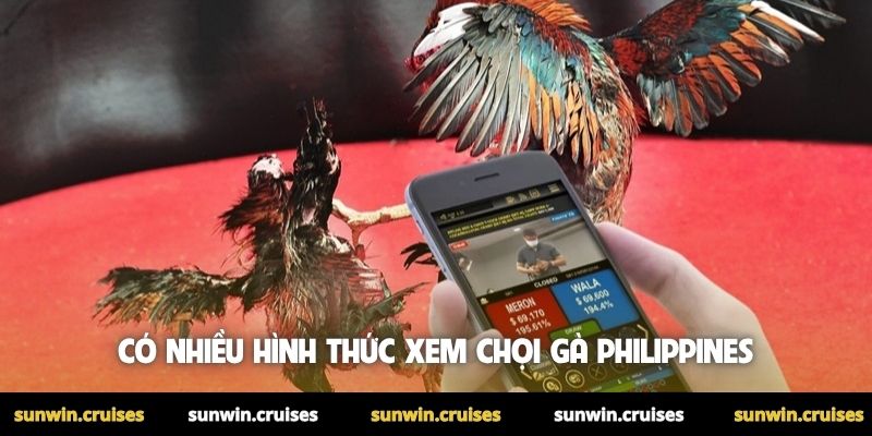 Đá gà Philippines - Trải nghiệm chọi gà đỉnh cao tại Sunwin 4 Có nhiều hình thức xem chọi gà Philippines