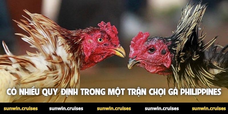 Đá gà Philippines - Trải nghiệm chọi gà đỉnh cao tại Sunwin 2 Có nhiều quy định trong một trận chọi gà Philippines