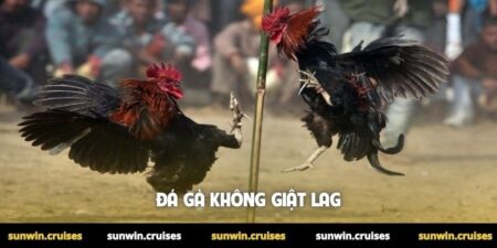 Đá gà không giật lag