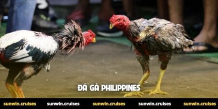 Đá gà Philippines