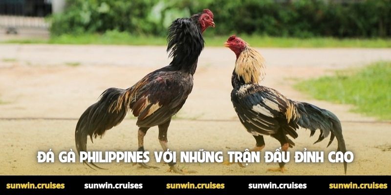 Đá gà Philippines - Trải nghiệm chọi gà đỉnh cao tại Sunwin 1 Đá gà Philippines với những trận đấu đỉnh cao