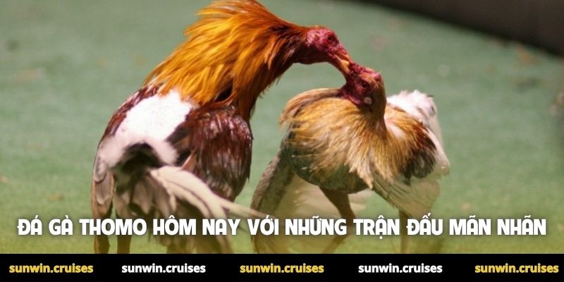 Xem đá gà Thomo hôm nay trực tiếp hấp dẫn tại Sunwin 1 Đá gà Thomo hôm nay với những trận đấu mãn nhãn