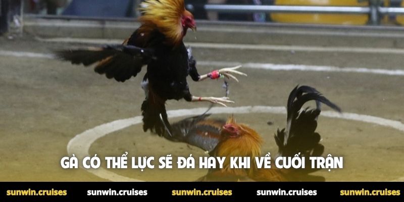 Gà có thể lực sẽ đá hay khi về cuối trận