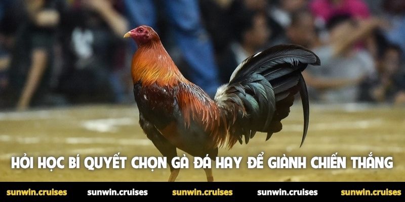 Hỏi học bí quyết chọn gà đá hay để giành chiến thắng