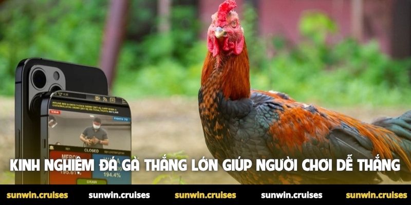 Kinh nghiệm đá gà thắng lớn - Mẹo hay do cao thủ chia sẻ 1 Kinh nghiệm đá gà thắng lớn giúp người chơi dễ thắng