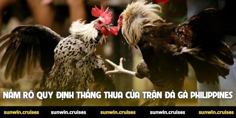 Đá gà Philippines - Trải nghiệm chọi gà đỉnh cao tại Sunwin 3 Nắm rõ quy định thắng thua của trận đá gà Philippines