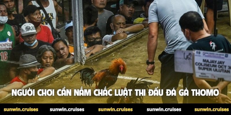 Xem đá gà Thomo hôm nay trực tiếp hấp dẫn tại Sunwin 2 Người chơi cần nắm chắc luật thi đấu đá gà Thomo