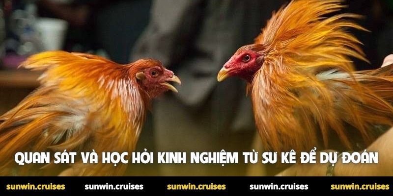 Kinh nghiệm đá gà thắng lớn - Mẹo hay do cao thủ chia sẻ 2 Quan sát và học hỏi kinh nghiệm từ sư kê để dự đoán