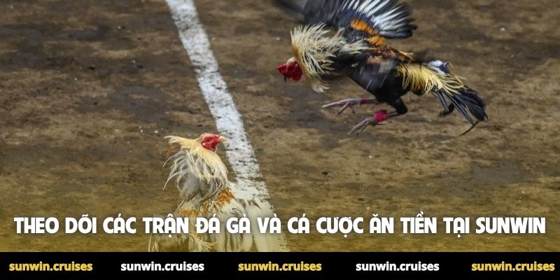 Đá gà ăn tiền online là gì? Hướng dẫn chơi chi tiết 4 Theo dõi các trận đá gà và cá cược ăn tiền tại Sunwin