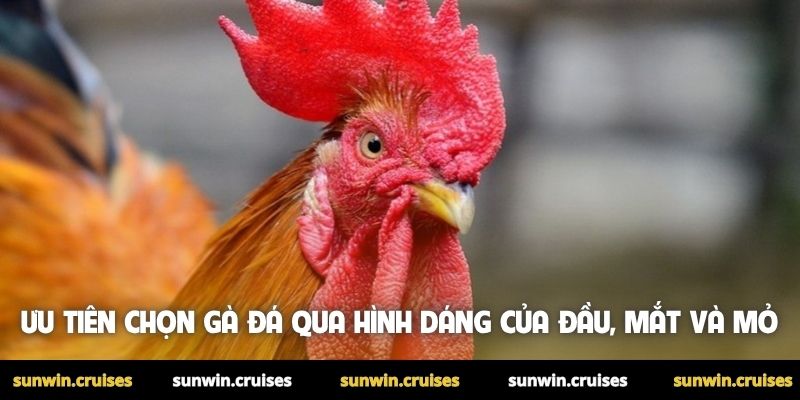 Ưu tiên chọn gà đá qua hình dáng của đầu, mắt và mỏ