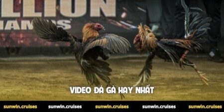Video đá gà hay nhất