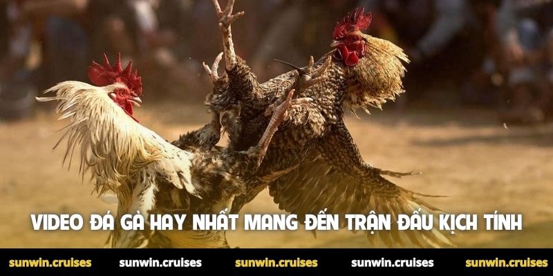 Video đá gà hay nhất mang đến những trận đấu kịch tính
