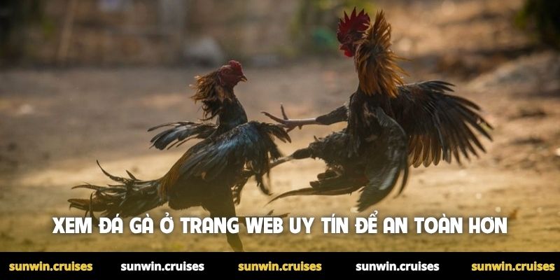 Xem đá gà ở trang web uy tín để an toàn hơn