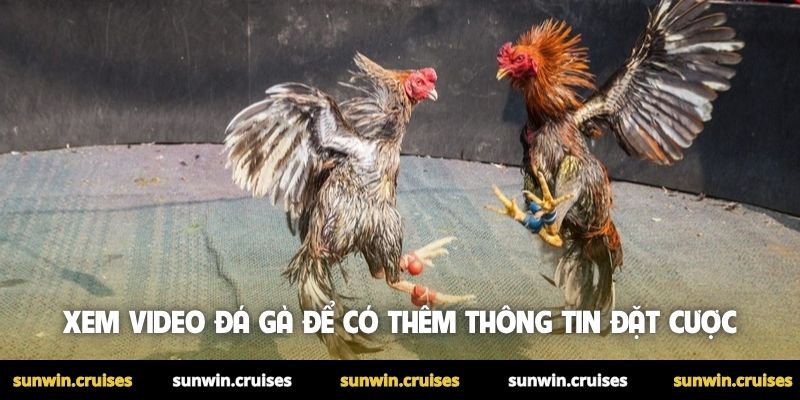 Xem video đá gà để có thêm thông tin đặt cược