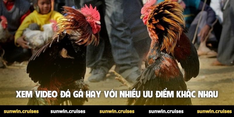 Xem video đá gà hay với nhiều ưu điểm khác nhau